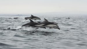 Un compromiso de campaña llamado Dominga