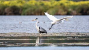 ¿Cómo podemos proteger a los humedales urbanos?
