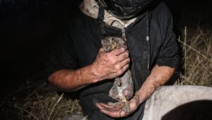 Incendios forestales y fauna silvestre en riesgo