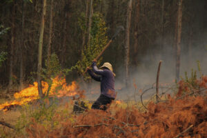 Toque de queda por incendios forestales enfrenta al Gobierno y empresarios madereros