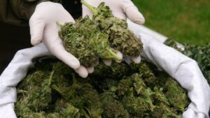 Carabineros incautó 400 plantas de marihuana desde domicilio en Pudahuel