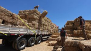 INDAP duplica presupuesto para enfrentar incendios forestales y llega a $3 mil millones