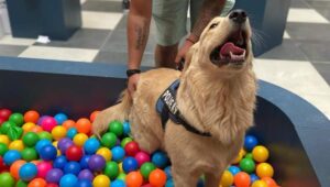 Expo Guau: Emprendedores ofrecerán una gama de productos para todo tipo de mascotas