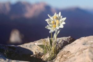 “Edelweiss”: cuando las flores se toman la cosmética