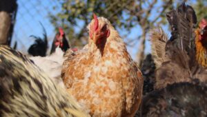 SAG confirma primer caso de influenza aviar en aves de traspatio en la Región Metropolitana