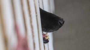 El grave incidente con 10 perros pitbulls que dejó a dos carabineros heridos