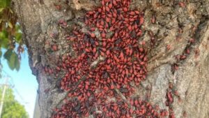 El 40% de los árboles de Vitacura está afectado por el chinche del arce