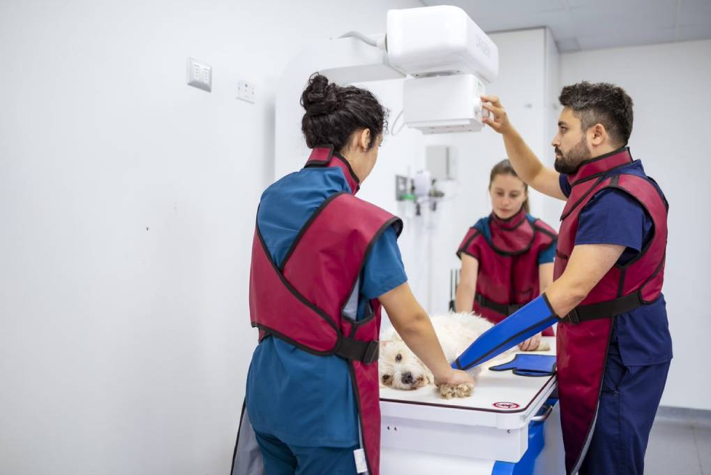 hospital veterinario