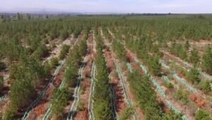 Plan de reforestación de quillay más grande de Chile se impone nueva meta: 250 hectáreas en cinco años