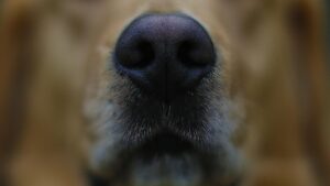 Mujer murió tras ser atacada por perros cuando iba a buscar a sus hijos al colegio en Buin