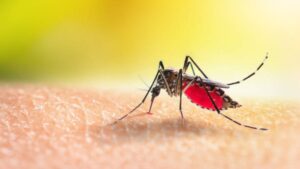 Alerta sanitaria por mosquito del dengue en siete regiones del país