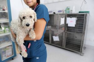 Cuida de tu mascota este invierno: consejos de un especialista