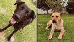 U. del Alba da plazo de 72 horas para resultados de investigación interna por caso de Negri y Llorón