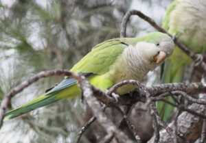 ¿Qué hacer con la cotorra argentina? Especie invasora genera graves problemas en la ciudad