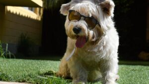Científicos desmitifican las verdaderas razones de los perros para comer pasto