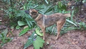 Colombia deja de buscar a perro que encontró a niños perdidos: “Wilson será recordado en nuestros corazones