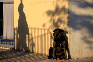 Seis recomendaciones para evitar que tu mascota se enferme con las bajas temperaturas