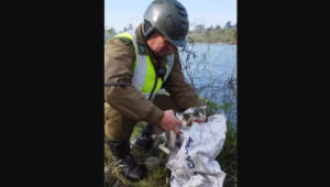 VIDEO - Carabineros rescata a gatitos abandonados en un saco a orillas del río Cautín