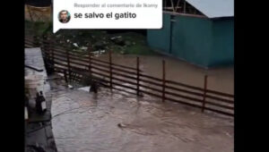 VIDEO - Final feliz: gato que saltó al río por TV abierta llegó nadando a la orilla
