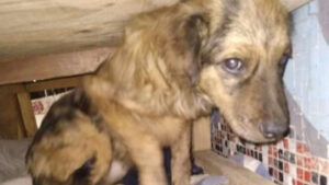 Ahora buscan un hogar: rescatan 23 perritos maltratados desde falso 