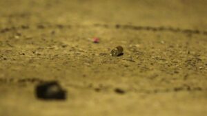 Balacera en Lo Espejo dejó dos heridos que no quisieron presentar una denuncia