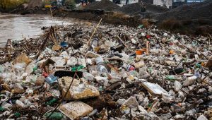 La trampa de la pobreza (ecológica) y el rewilding