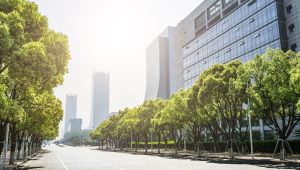 ¿Cómo cuidar el arbolado urbano y minimizar su potencial impacto sobre la red eléctrica?