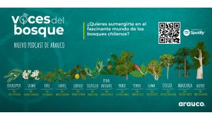 Conocer para proteger: Podcast explora la historia y el valor de 13 especies de árboles presentes en los bosques chilenos