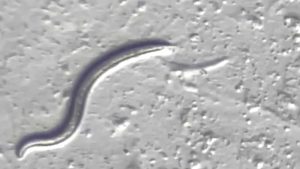 VIDEO - Las conclusiones que se obtuvieron tras revivir a gusanos congelados hace 46.000 años