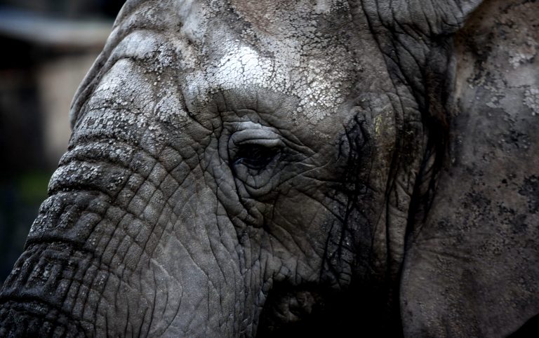 Empresario pretende ingresar a Chile una cabeza de elefante y sus restos transformados en living