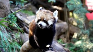 Confirman muerte de Kelú, el único panda rojo nacido en Chile: tenía 8 años