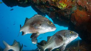 Salmones y truchas en la Patagonia: la invasión ha finalizado