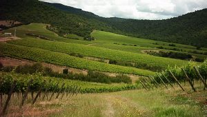 Wine & Spirits: Concha y Toro es nombrada una de las Top 100 Wineries de 2023