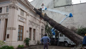 FOTOS + VIDEO - Árbol centenario cayó sobre el Palacio Cousiño