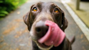 Los seis alimentos más tóxicos para nuestras mascotas en Fiestas Patrias