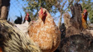 Por qué Senapred declaró a Chile libre de gripe aviar en aves de corral