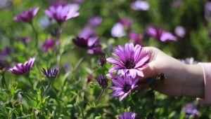 ¿Cuándo comienza la primavera en Chile?