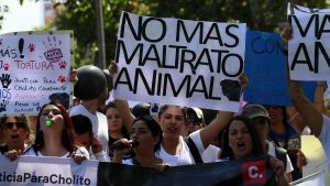 El caso de maltrato animal en Villa Alemana que se viralizó en redes sociales