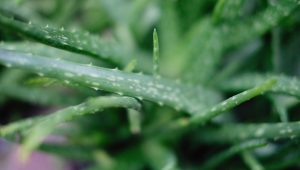 Aloe Vera ¿cómo hacer un correcto uso de la planta?