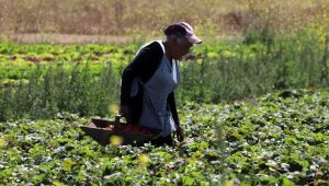 Bono al Trabajo de la Mujer: cómo postular, cuándo se paga y quiénes lo reciben