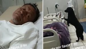 VIDEOS - Todo por Firulais: hombre desahuciado pide que adopten a su perrito