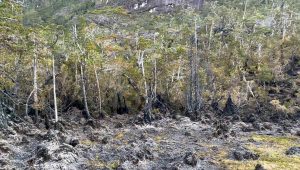 El libre mercado como protector de la naturaleza