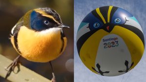 Fiebre por Fiu: la increíble cifra que gastó un atleta brasileño en recuerdos de la mascota de Santiago 2023