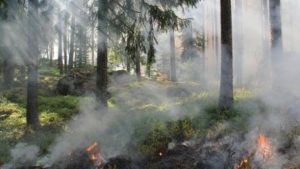 Qué es la ecoansiedad, la condición psicológica gatillada por el cambio climático