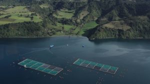 SalmonChile destaca reducción de un 25% en el uso de antibióticos