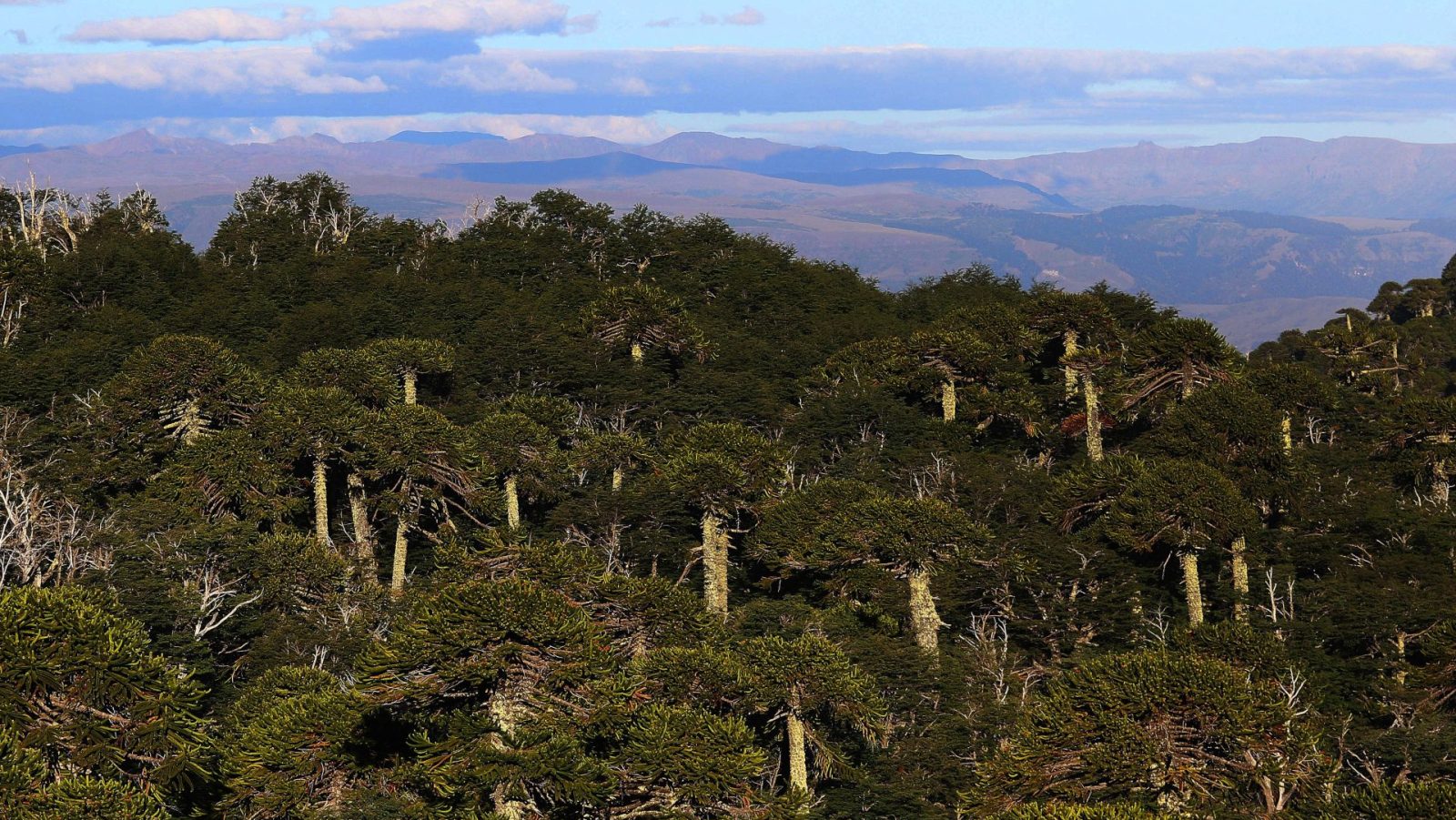 bosque forestal