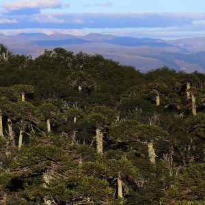 bosque forestal