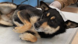 La nueva y misteriosa enfermedad respiratoria que afecta a los perros