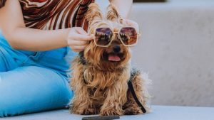 Atento, humano: las razas de perros más sensibles al calor