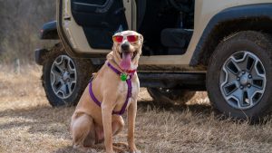 Cuatro consejos para proteger a tus mascotas del calor durante los paseos